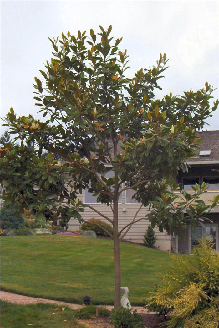 Plant photo of: Magnolia grandiflora 'Edith Bogue'