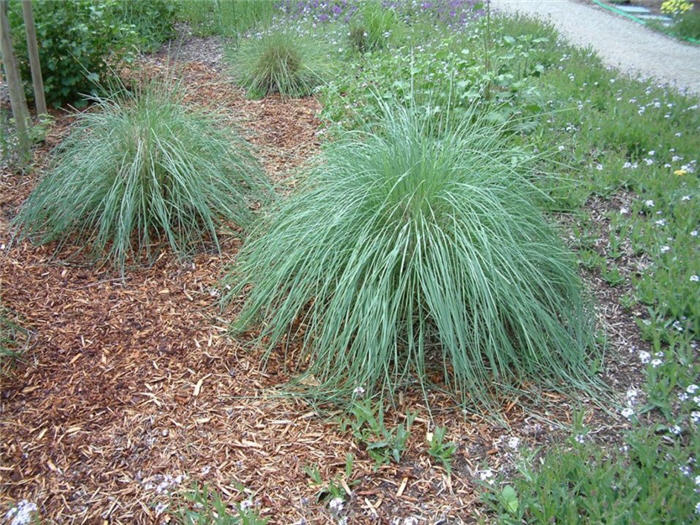 Plant photo of: Muhlenbergia lindheimeri