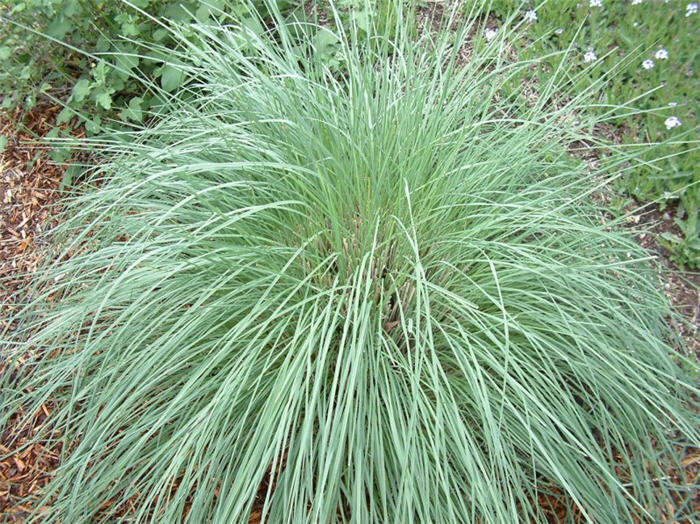 Plant photo of: Muhlenbergia lindheimeri