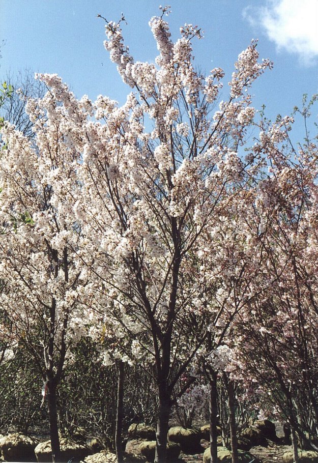 Prunus X yedoensis