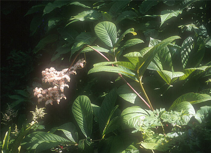 Plant photo of: Rodgersia sambusifolia