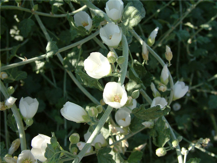 Plant photo of: Sphaeralcea ambigua 'White'
