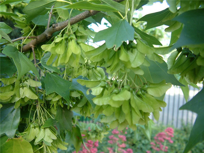 Plant photo of: Acer buergerianum