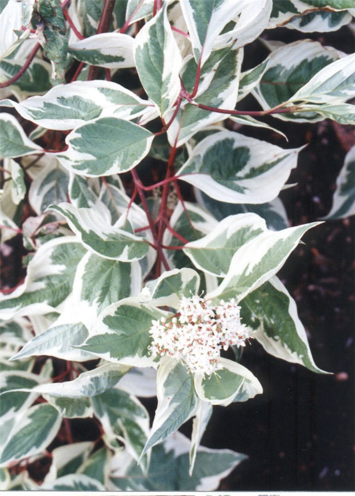 Plant photo of: Cornus alba 'Elegantissima Variegata'