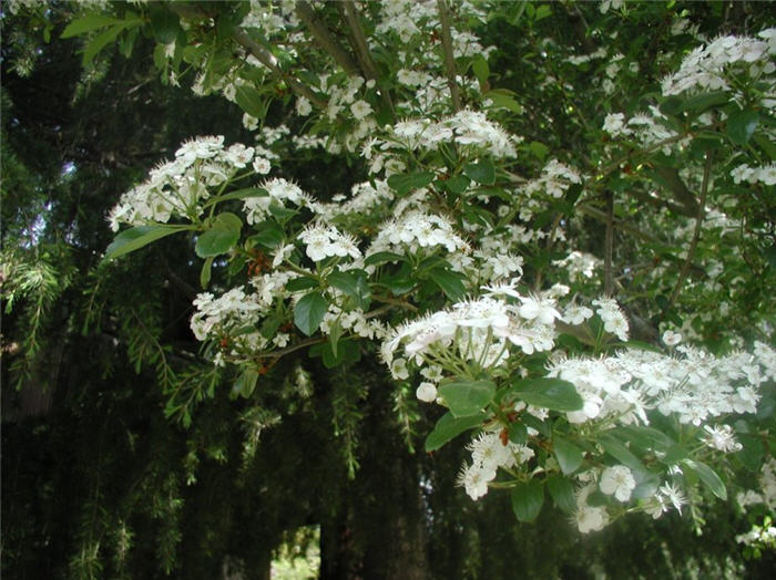 Plant photo of: Crataegus laevigata 'White'