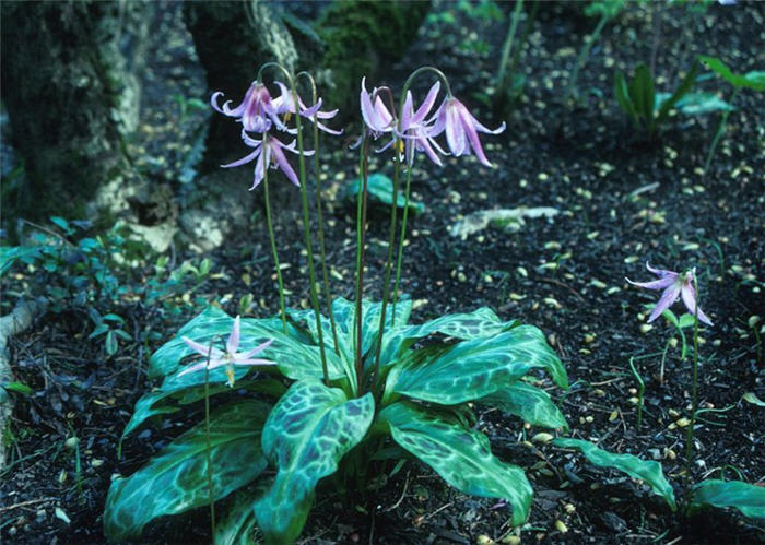Plant photo of: Erythromium revolutum