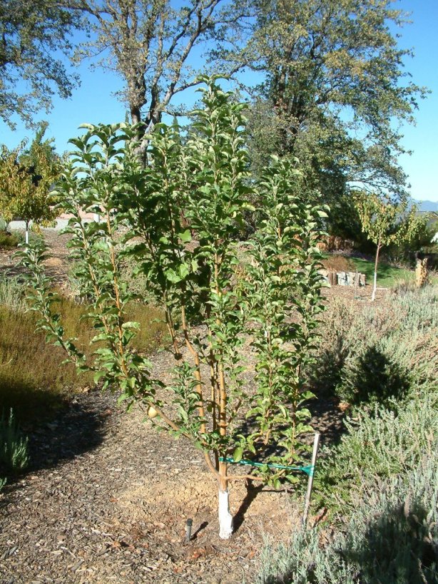 Plant photo of: Malus 'Golden Delicious'