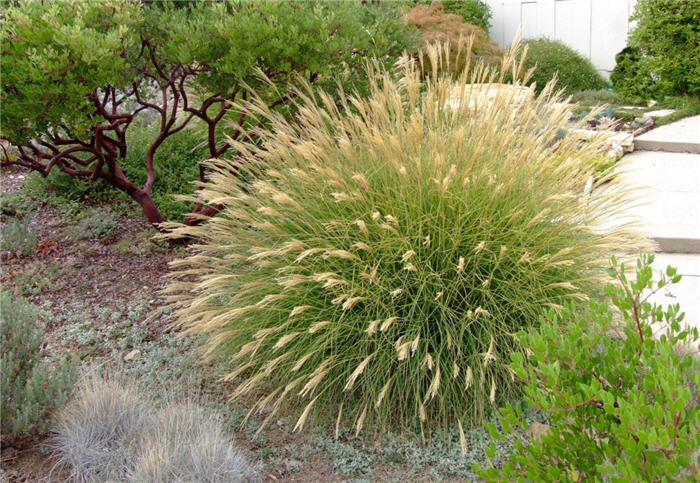 Dwarf Silver Eulalia Grass