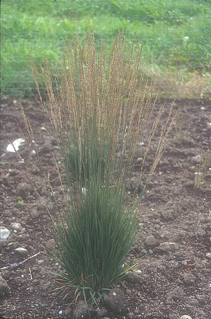 Plant photo of: Molinia caerulea 'Moorehexe'
