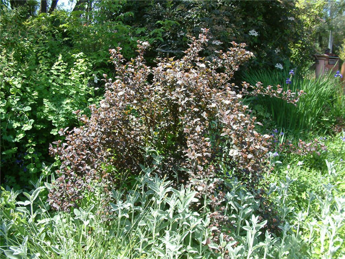 Plant photo of: Physocarpus opulifolius