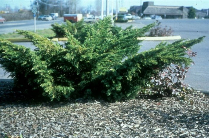 Juniperus X 'Pfitzeriana'