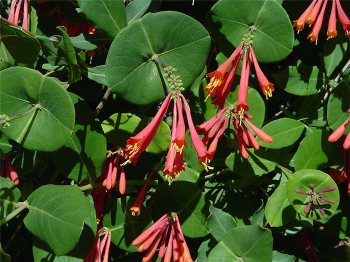 Plant photo of: Lonicera sempervirens