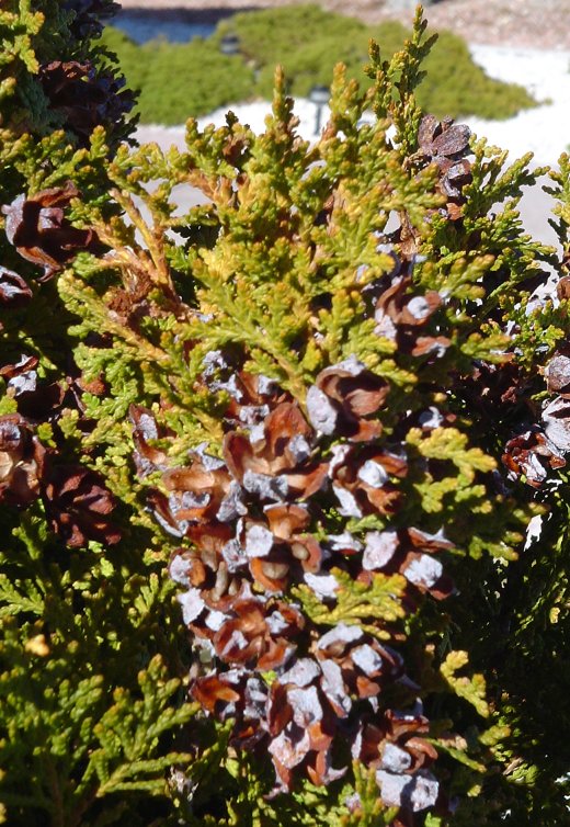 Plant photo of: Platycladus orientalis