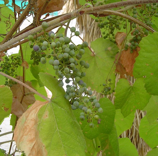 Fox Grape, Northern Fox grape