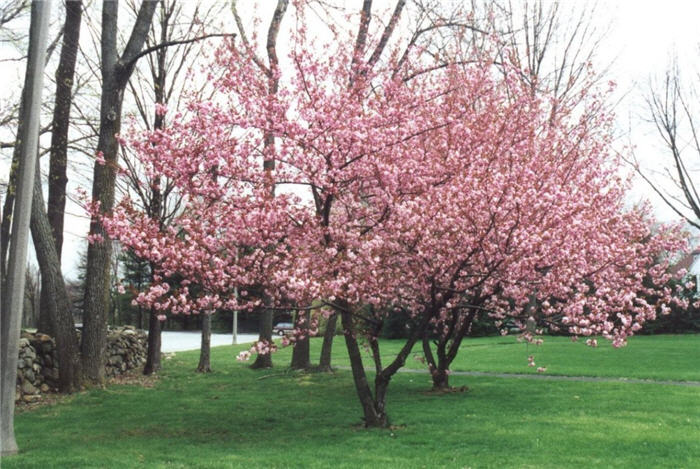 Kwanzan Flowering Japanese Cherry