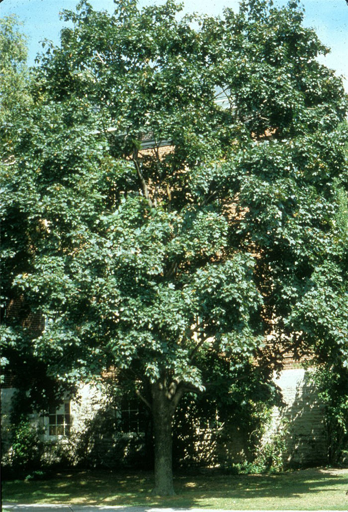 Acer platanoides 'Schwedler'