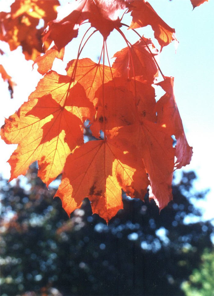 Plant photo of: Acer platanoides 'Schwedler'