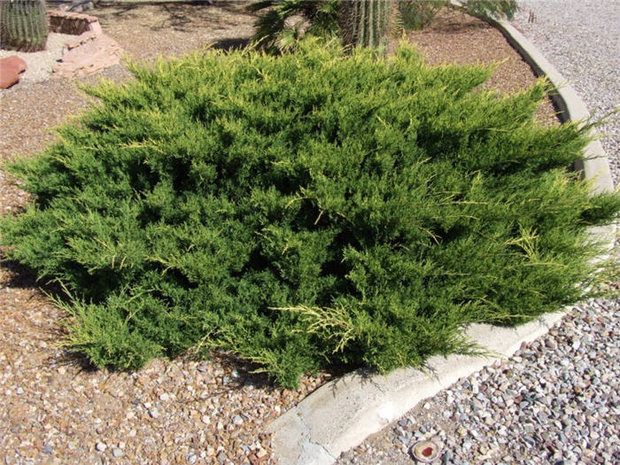 Plant photo of: Juniperus sabina 'Scandia'