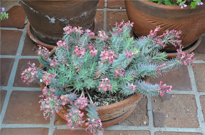 Plant photo of: Euphorbia myrcinites