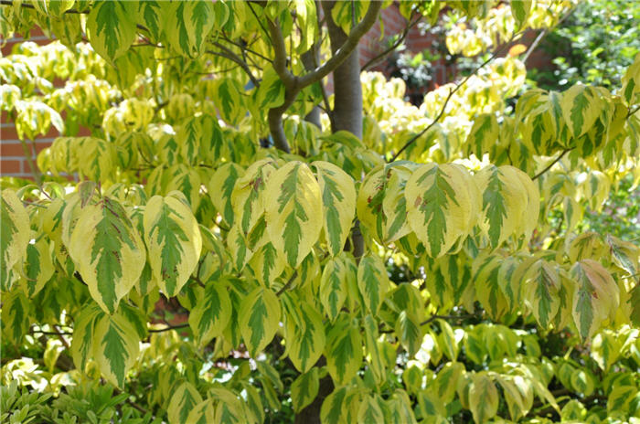Plant photo of: Cornus florida  yellow variegated