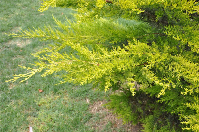 Plant photo of: Cupressus macrocarpa 'Goldcrest'
