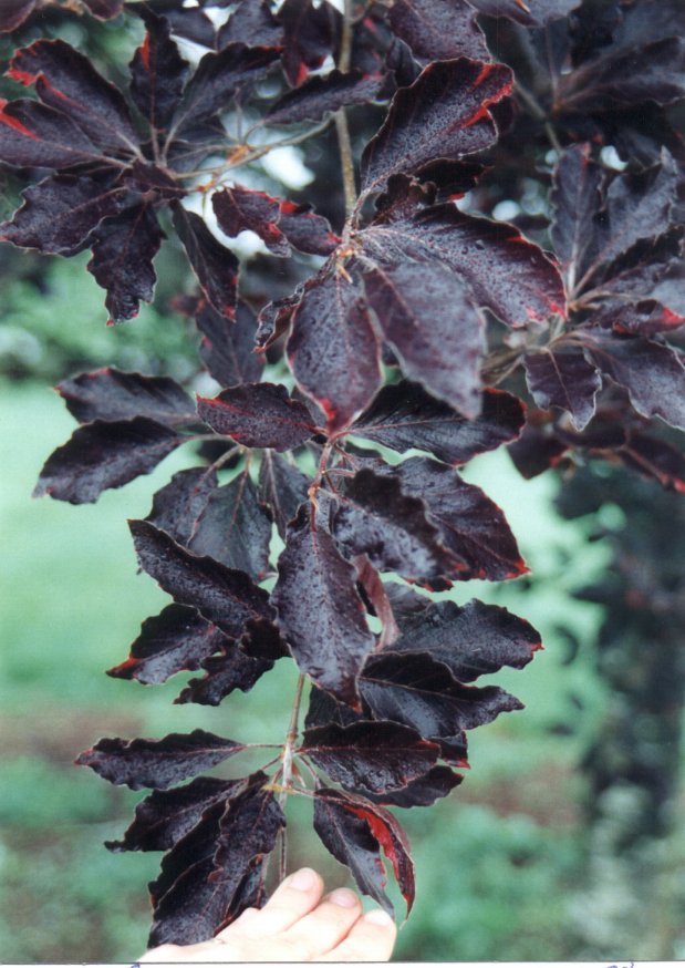 Plant photo of: Fagus sylvatica 'Atropunicea'