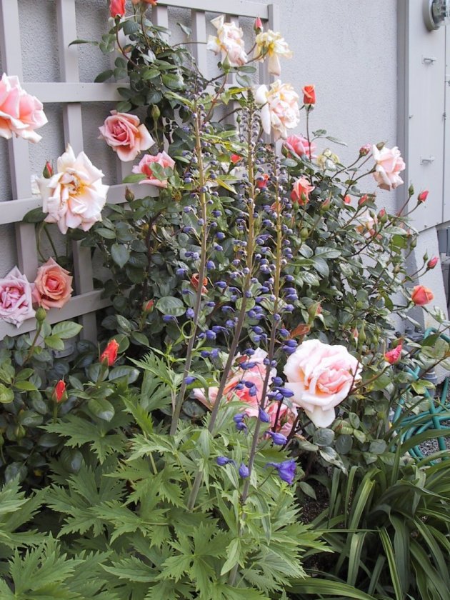 Plant photo of: Rosa 'Royal Sunset'