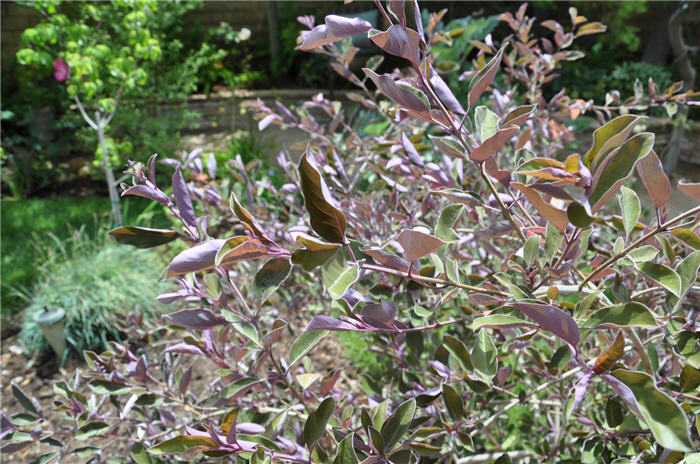 Plant photo of: Vitex trifoli 'Purpurea'