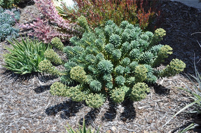 Euphorbia 'Portuguese velvet'