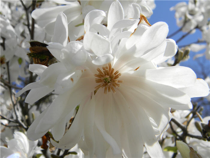 Plant photo of: Magnolia stellata 'Royal Star'