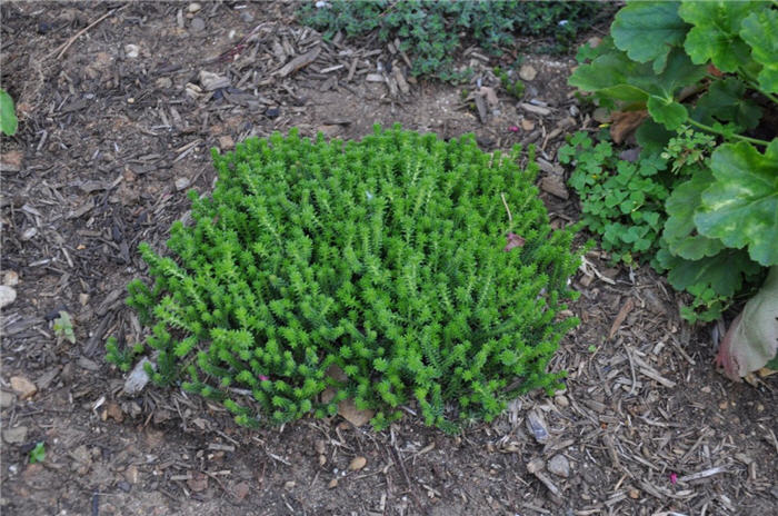 Plant photo of: Herniaria glabra