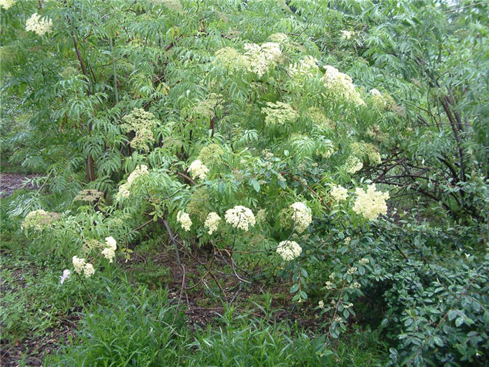 Plant photo of: Sambucus cerulea