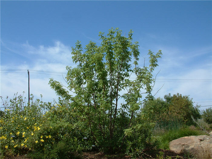 Plant photo of: Sambucus cerulea