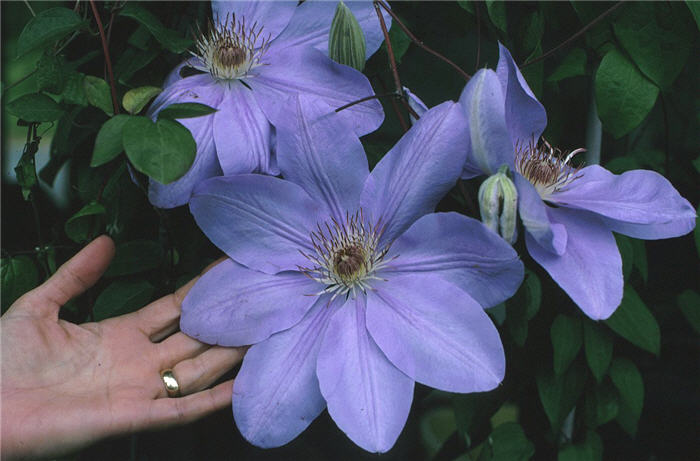 Plant photo of: Clematis ' Mrs.Cholmondeley'