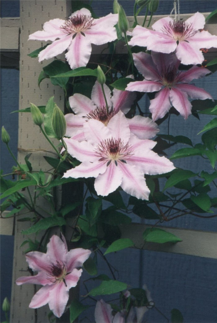 Plant photo of: Clematis 'Nelly Moser'