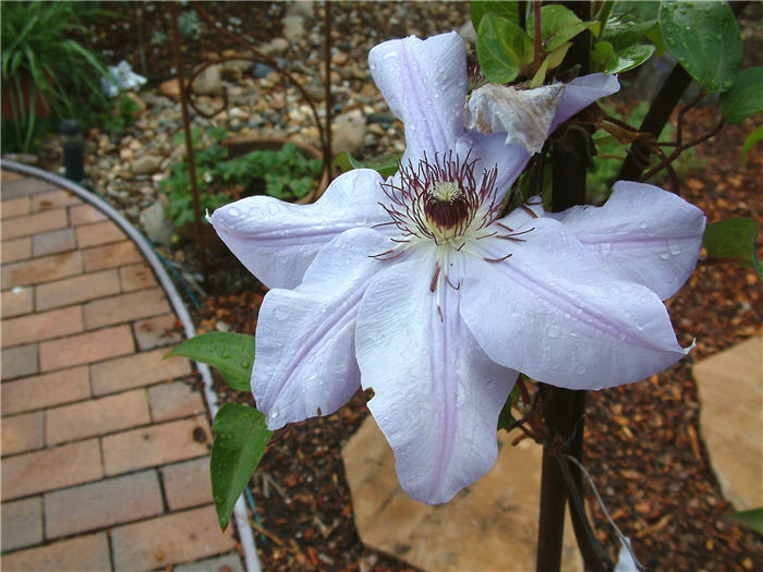 Clematis large-flowered hybrids