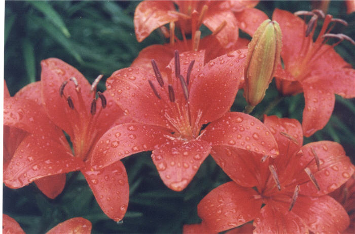 Lilium Asiatic Hybrid