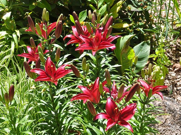 Plant photo of: Lilium Asiatic Hybrid