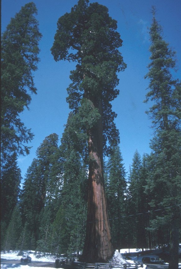 Sierra Redwood, Big Tree