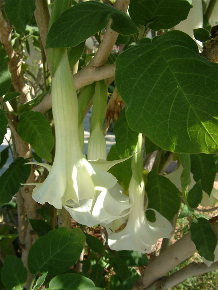 Plant photo of: Brugmansia X candida