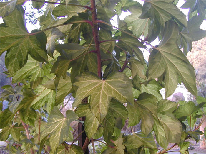 Plant photo of: Fatshedera lizei