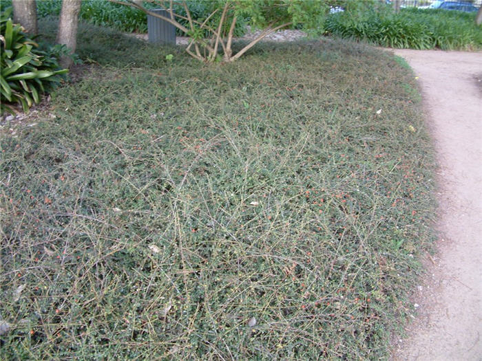 Plant photo of: Cotoneaster salicifolius 'Repens'
