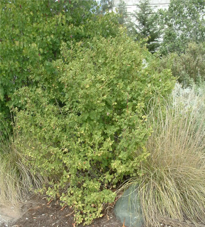 Plant photo of: Ribes malvaceum