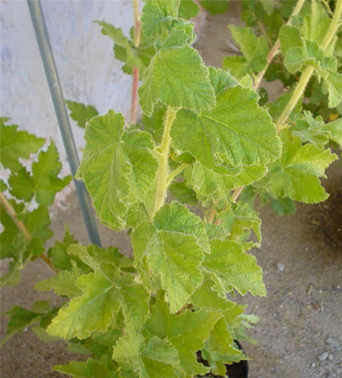 Plant photo of: Ribes malvaceum