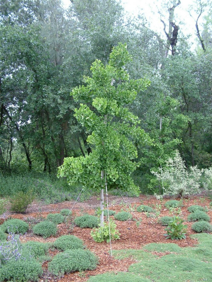 Plant photo of: Ginkgo biloba