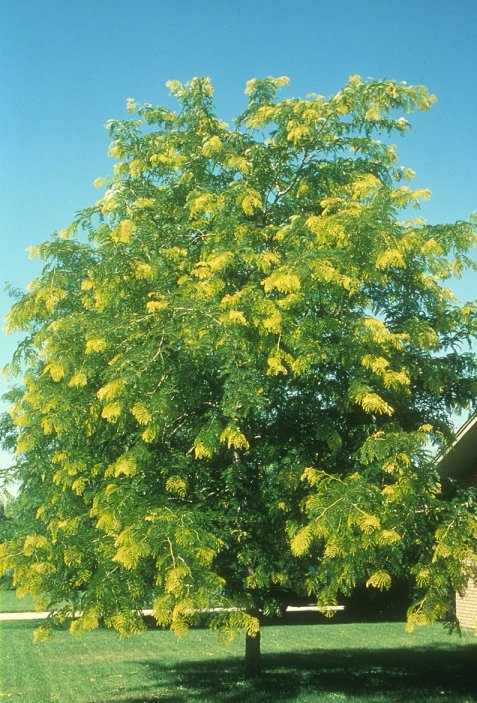 Plant photo of: Gleditsia inermis triacanthos 'Sunburst'