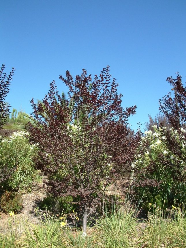 Prunus cerasifera 'Krauter Vesuvius'