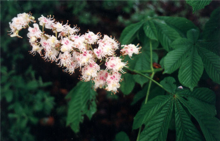 Plant photo of: Aesculus hippocastanum