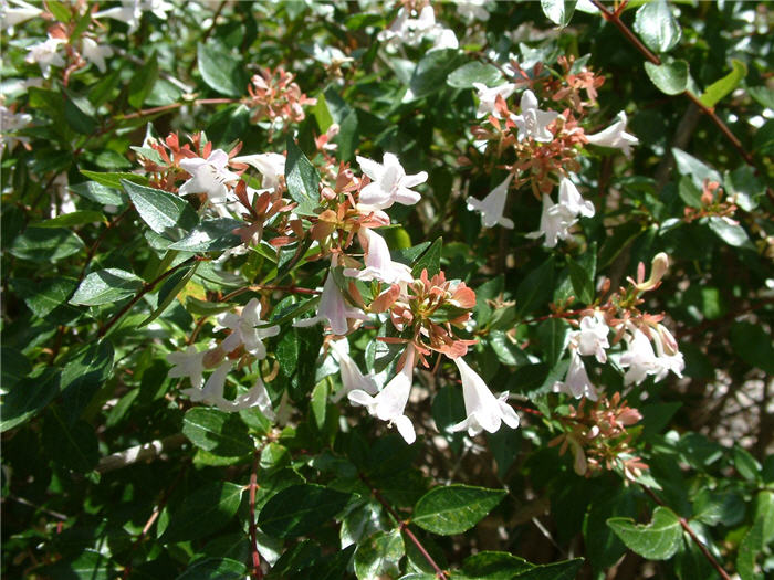 Plant photo of: Abelia X grandiflora