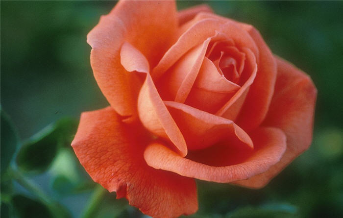 Plant photo of: Rosa 'Tropicana'